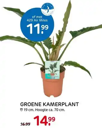 Praxis Groene kamerplant 19cm aanbieding