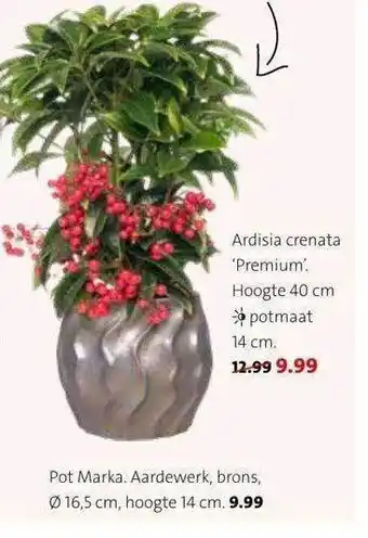 Intratuin Ardisia crenata 'premium' of pot marka aanbieding