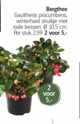 Garden Life Style Bergthee gaultheria procumbens, winterhard struikje met rode bessen aanbieding