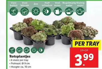 Lidl Rotsplantjes aanbieding