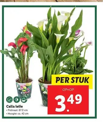 Lidl Calla Lelie aanbieding