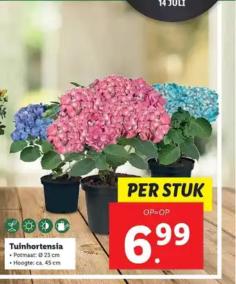 Lidl Tuinhortensia aanbieding