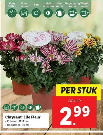 Lidl Chrysant 'Elle Fleur' aanbieding