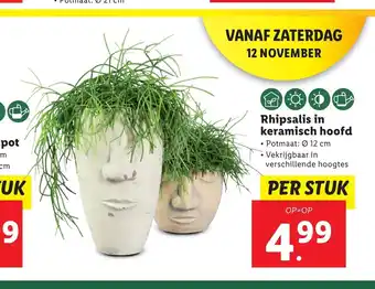 Lidl Rhipsalis in keramisch hoofd per stuk aanbieding