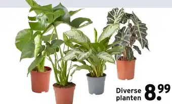 GAMMA Diverse planten aanbieding