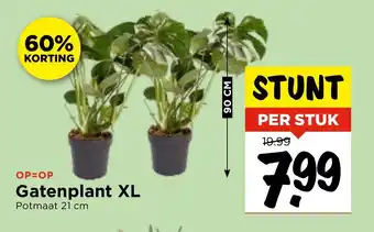 Vomar Voordeelmarkt Gatenplant XL 21 cm aanbieding