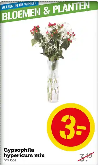 Coop Gypsophila hypericum mix aanbieding