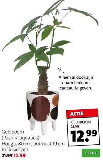 Intratuin Geldboom (pachira aquatica) aanbieding
