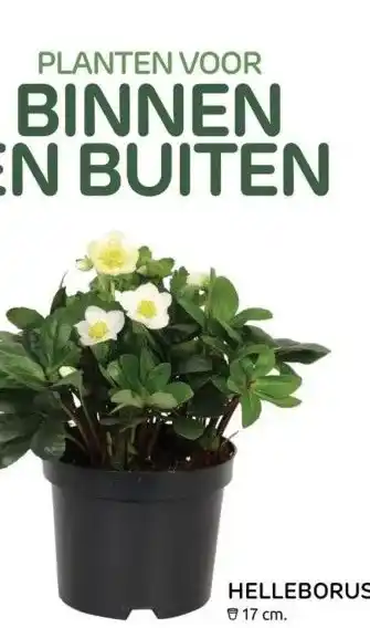 Praxis Helleborus aanbieding