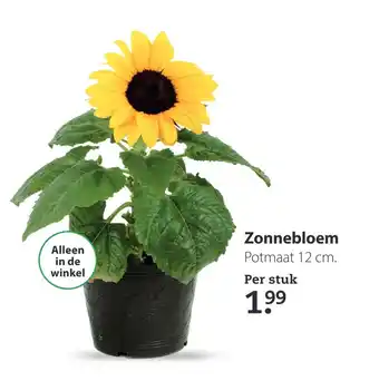 Boerenbond Zonnebloem aanbieding