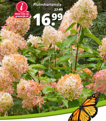 GroenRijk Pluimhortensia aanbieding