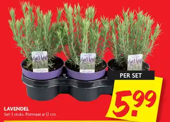 Dekamarkt LAVENDEL aanbieding