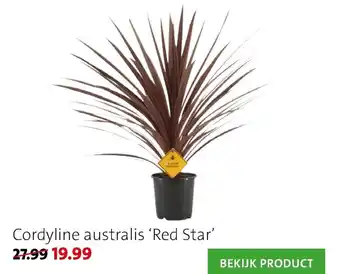 Intratuin Cordyline australis "Red Star" aanbieding