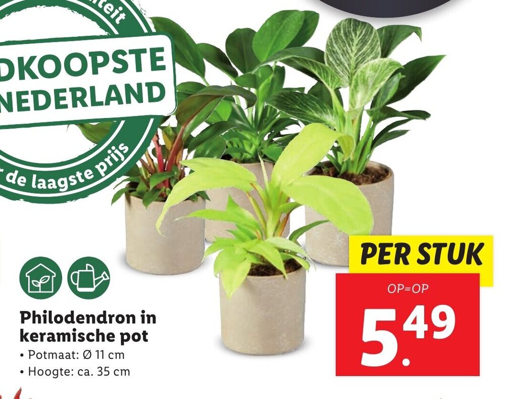 Philodendron in keramische pot aanbieding bij Lidl