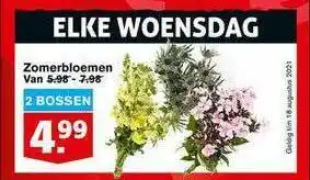 Hoogvliet Zomerbloemen aanbieding