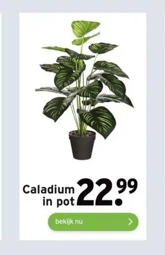 GAMMA Caladium in pot aanbieding