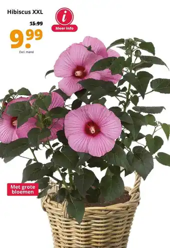 GroenRijk Hibiscus xxl aanbieding