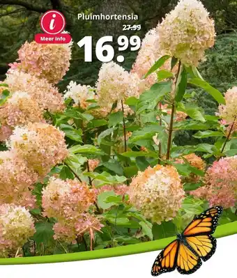 GroenRijk Pluimhortensia aanbieding