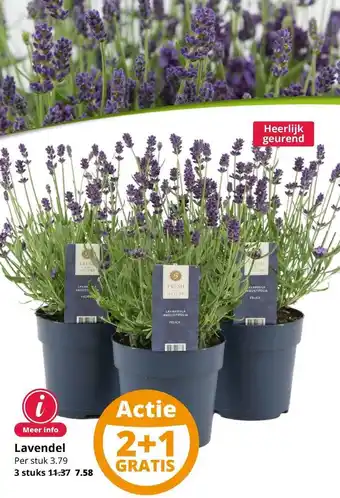 GroenRijk Lavendel aanbieding