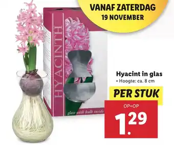 Lidl Hyacint in glas aanbieding