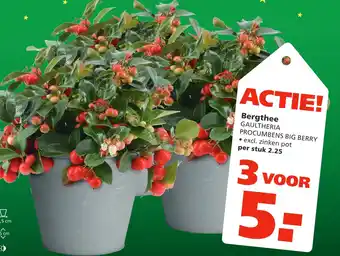 Ranzijn Bergthee gaultheria aanbieding