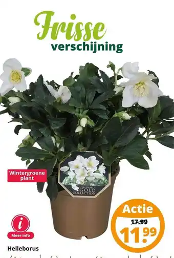 GroenRijk Helleborus aanbieding