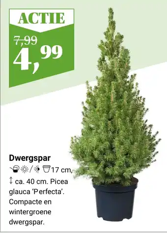 Tuincentrum Van Ee Dwergspar aanbieding