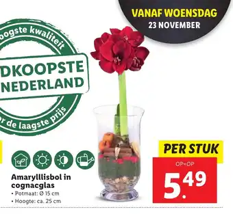 Lidl Amaryllisbol in cognacglas aanbieding