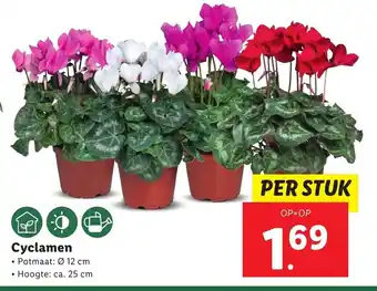 Lidl Cyclamen aanbieding