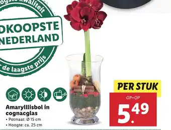 Lidl Amarylllisbol in cognacglas aanbieding