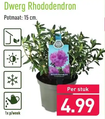 ALDI Dwerg Rhododendron aanbieding