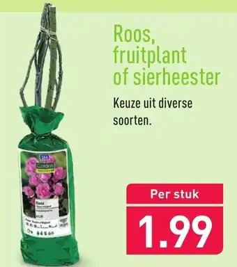 ALDI Roos, fruitplant of sierheester aanbieding