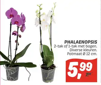 Dekamarkt Phalaenopsis aanbieding