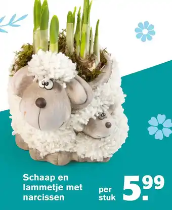 Hoogvliet Schaap en lammetje met narcissen aanbieding