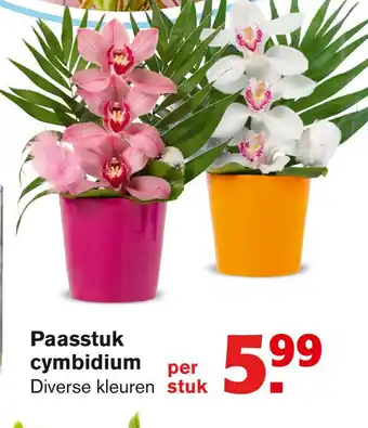 Hoogvliet Paasstuk cymbidium aanbieding