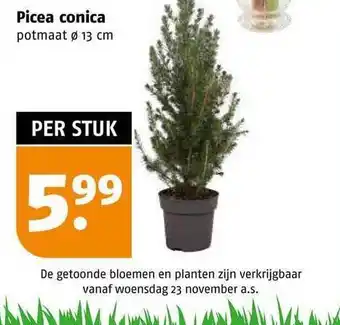 Poiesz Picea conica aanbieding