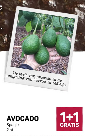 Ekoplaza Avocado aanbieding