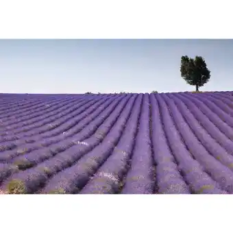 Blokker Dimex lavender field vlies fotobehang 375x250cm 5-banen aanbieding