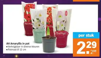 Albert Heijn AH Amaryllis in pot 12 cm aanbieding