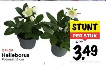 Vomar Voordeelmarkt Helleborus aanbieding