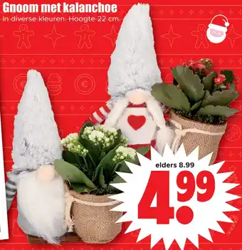 Dirk Gnoom met kalanchoe aanbieding