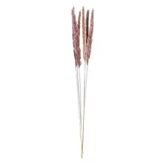 Leen Bakker Pampas pluim 6 stuks - bruin - 75 cm aanbieding