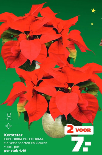 Ranzijn Kerstster aanbieding