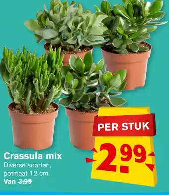 Hoogvliet Crassula mix aanbieding