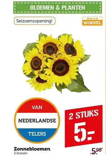 CoopCompact Zonnebloemen aanbieding