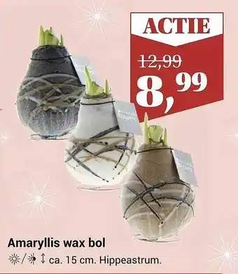 Tuincentrum Osdorp Amaryllis wax bol aanbieding