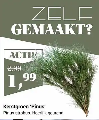 Tuincentrum Osdorp Kerstgroen 'pinus' aanbieding