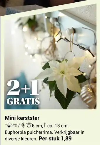 Groencentrum Hoogeveen Mini kerstster aanbieding