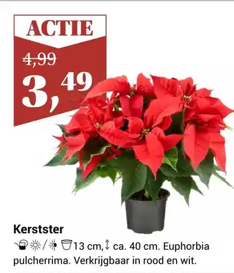 TuinWereld Kerstster aanbieding