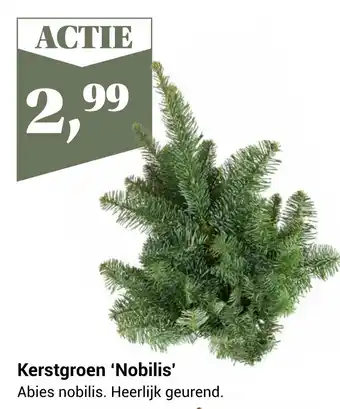 TuinWereld Kerstgroen 'nobilis' aanbieding